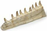 Partial Mosasaur Jaw with Nine Teeth - Morocco #220269-8